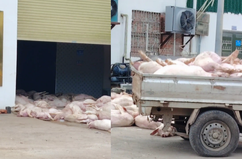 广东罗定一肉联食品企业涉嫌非法处置死猪:7名嫌疑人被公安机关控制