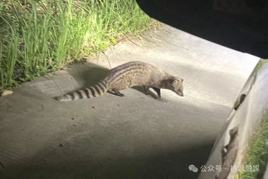 “你好，110，我捡到一只国家一级保护动物”