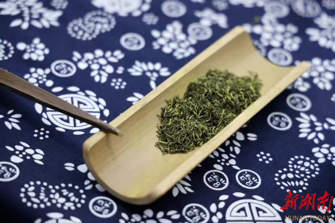 慈利杜仲茶——绿叶金枝的康养密码