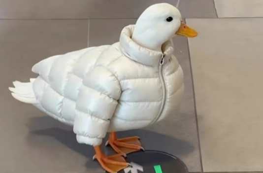 “邪修”走红!今年双11的隐藏入口,竟然在闲鱼