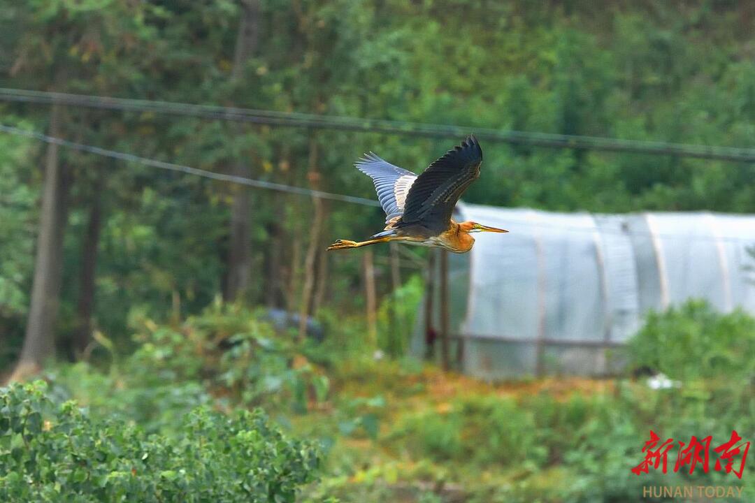 首次发现草鹭！玉带河又添新鸟种