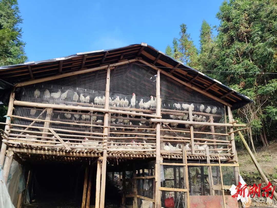 永定区：用好乡村振兴衔接资金 筑牢特色养殖产业发展根基