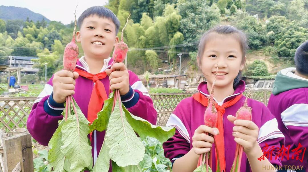 怀化市洪江区幸福路小学开展秋日劳动体验
