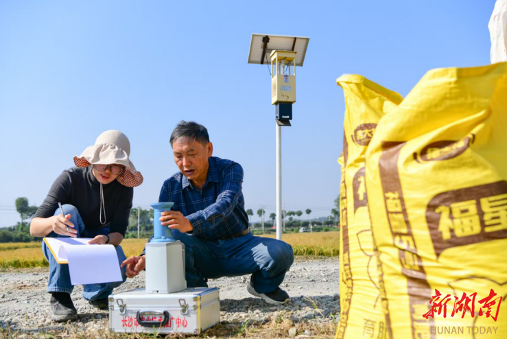 瀏陽市沙市鎮晚稻測產喜報豐收