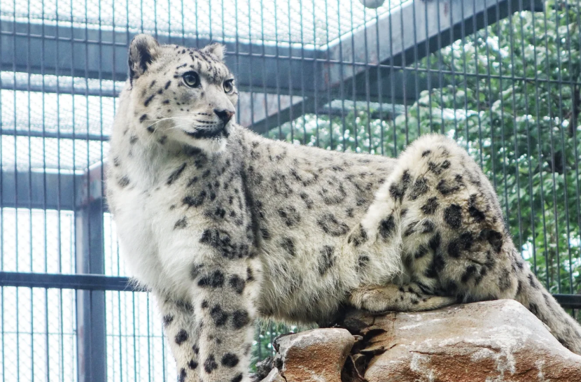 2025年国际雪豹日公益宣传活动在银川举行