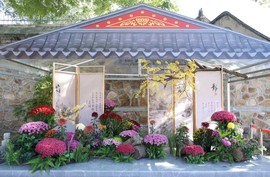 金秋织境，菊韵流光！紫竹院秋季菊展开幕
