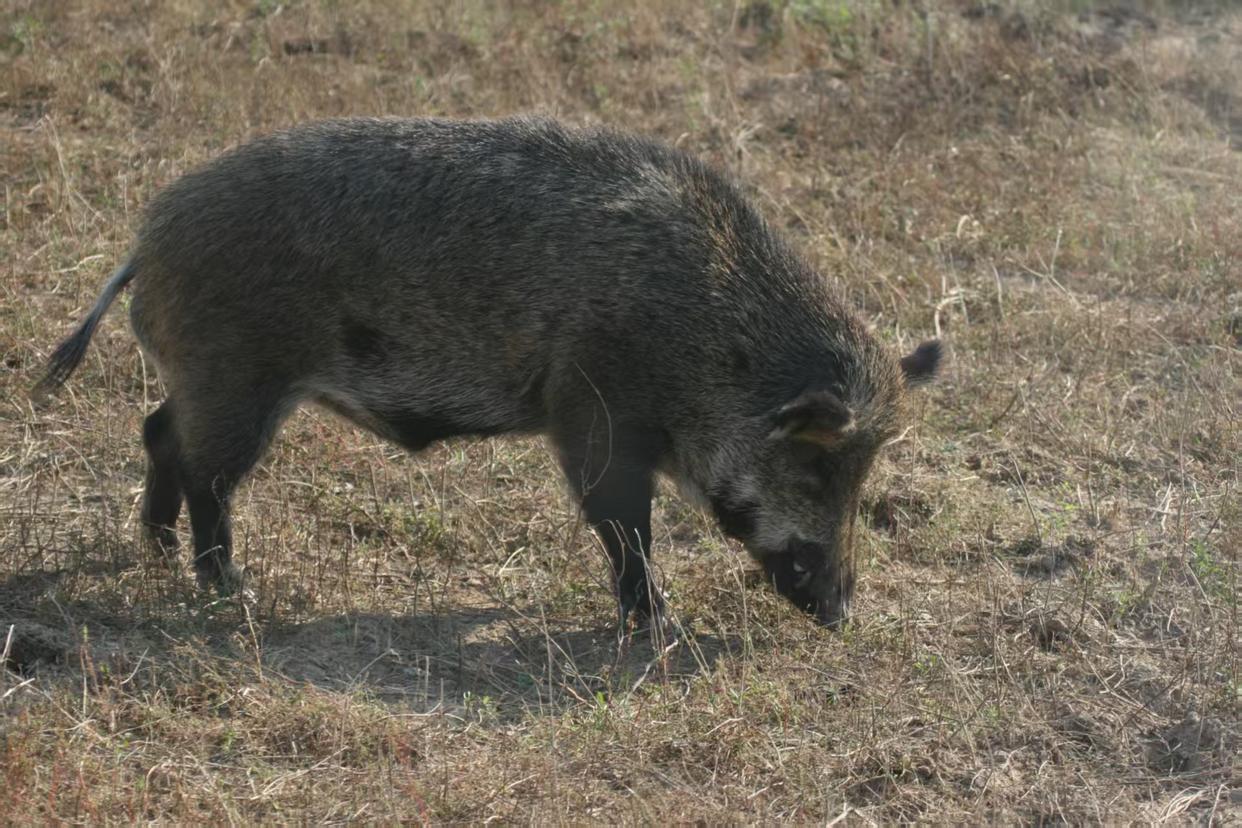 “闻着味就来了”，把红薯地拱个遍——京郊野猪频频出现