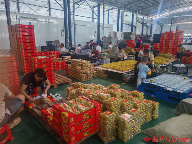 Mayang Kiwifruit Exported to Malaysia for First Time