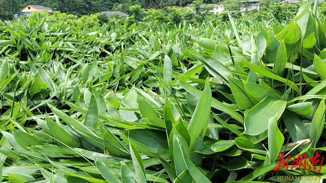 美文欣赏丨生态绿境五道水