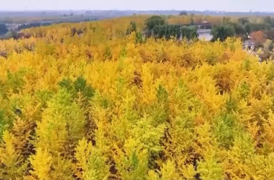 多地秋天“迟到早退” 秋季为何越来越短了？