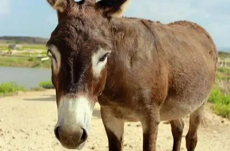 “我国牛马都不缺,就缺驴”?