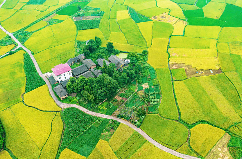 Farmers Seek Economic Gains in Forest Glades