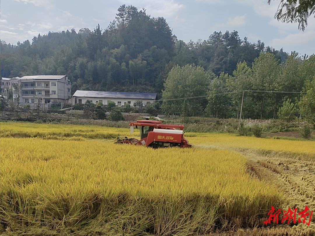  桑植县多措并举助农业灾后恢复显成效
