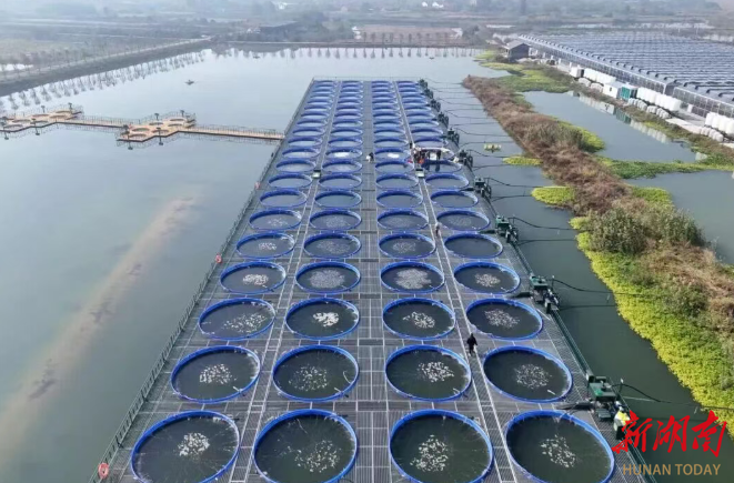 君山区“游”出“鲜”活鲈鱼，首供上海叮咚买菜