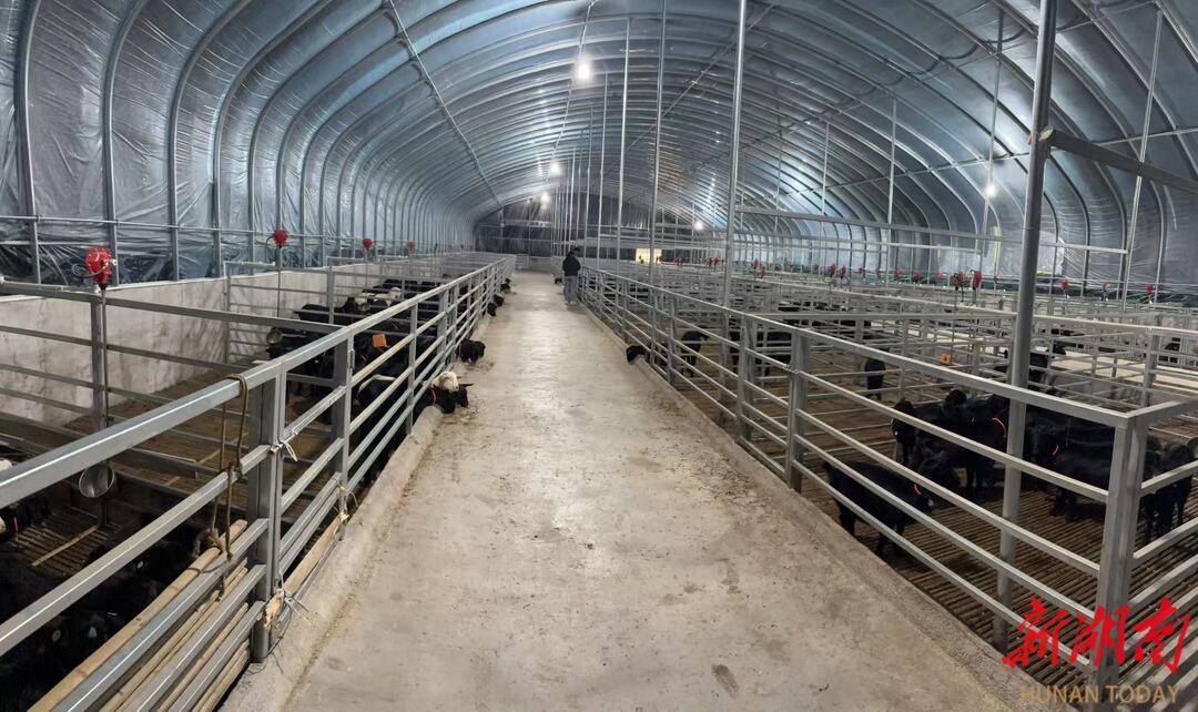 桑植县马头山羊跻身国家级畜禽遗传资源保护名录