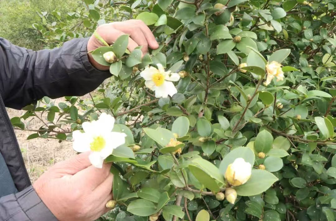 日摘上万斤茶籽！他把荒山变成金山 