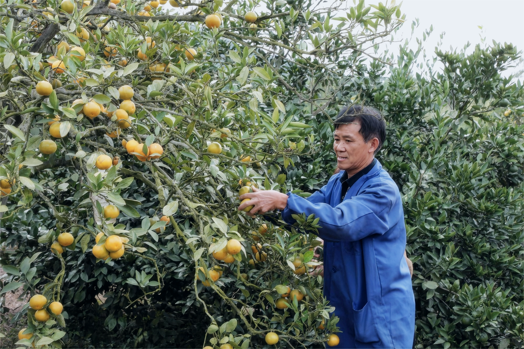 新田：富硒柑橘成熟上市 结出致富“甜蜜果”