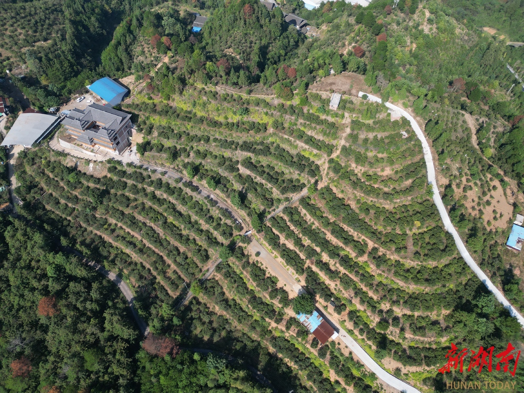 “金果”满枝头 油茶喜丰收!