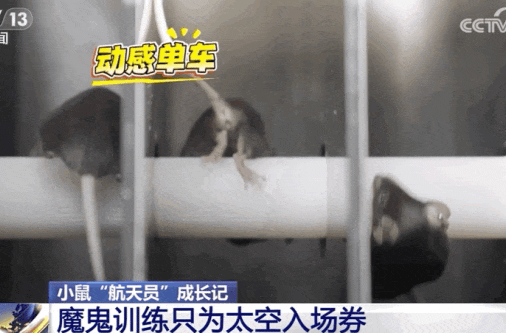 4只小鼠“航天员”要上天了，“魔鬼”训练画面曝光