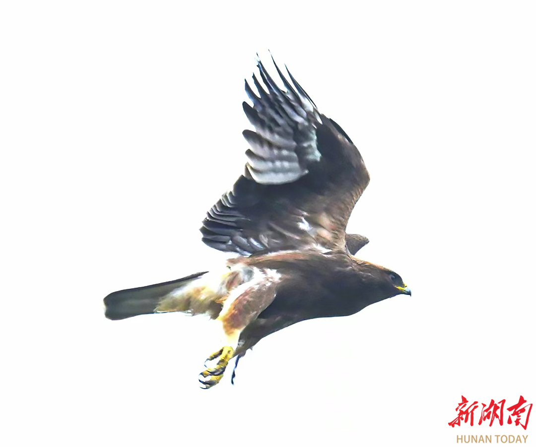 湖南首次记录到靴隼雕并获得清晰影像