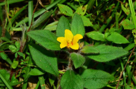 湖南省首次发现!极危植物红头索现身保靖酉水国家湿地公园