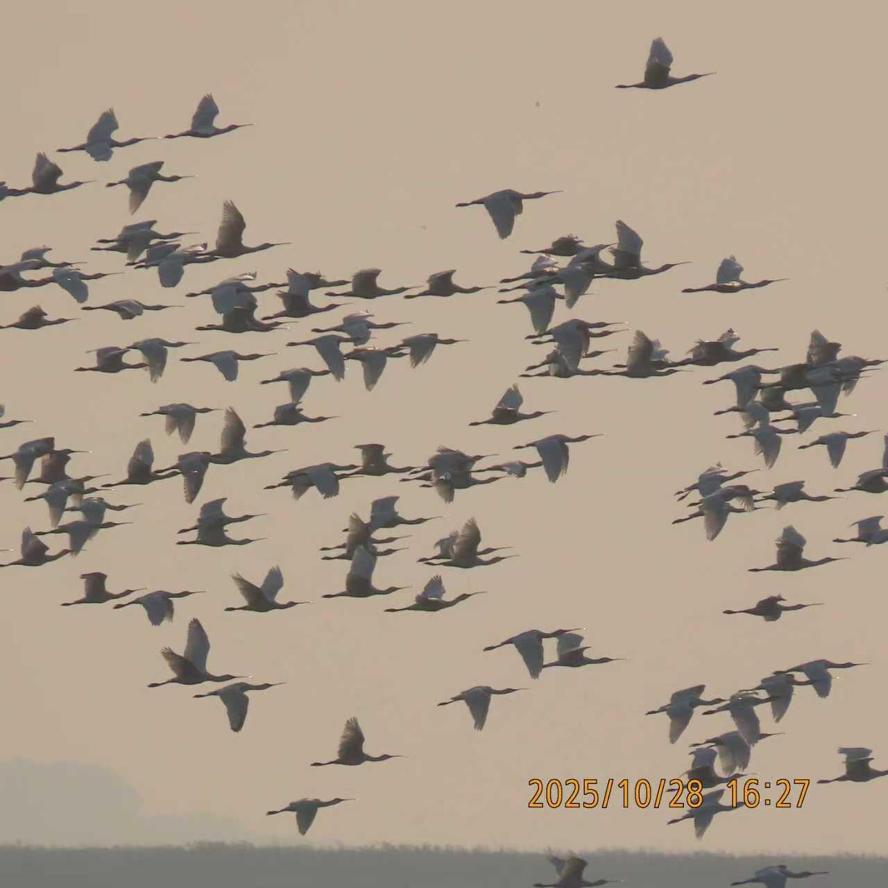 24处保水区划好“候鸟食堂” ！湘阴横岭湖迎来今冬首批迁徙大军