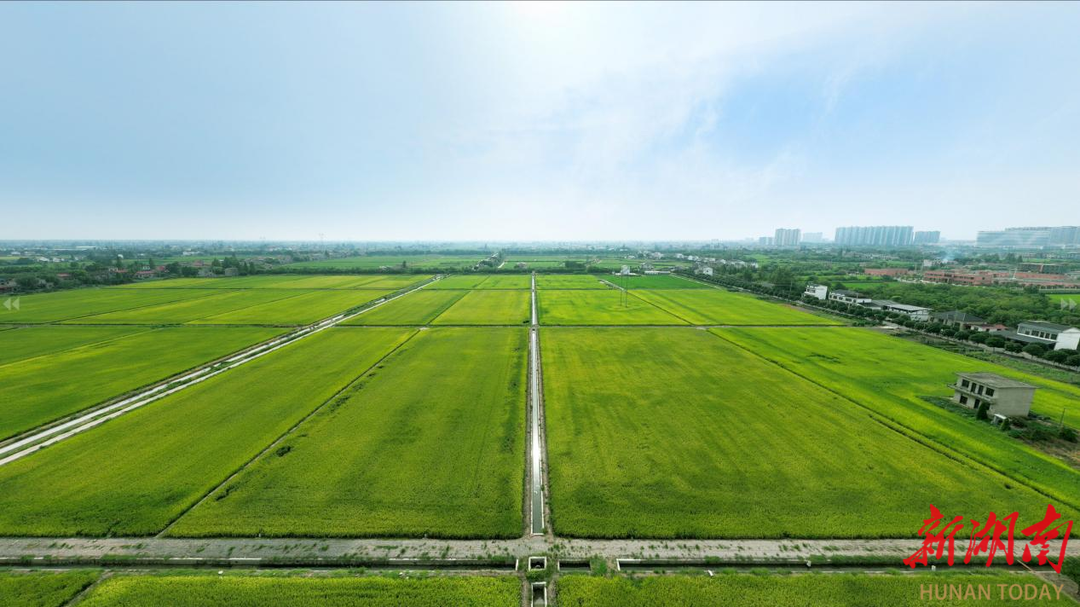 “丰”景藏在科技里！南县推广“四防一增”等技术助力一稻双收节本增效