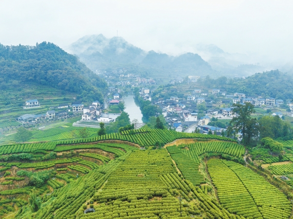 秋雨润茶乡@湖南日报图片新闻