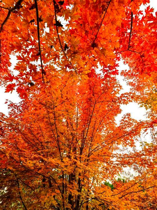 副中心这条4.4公里“红叶大道”，美到封神