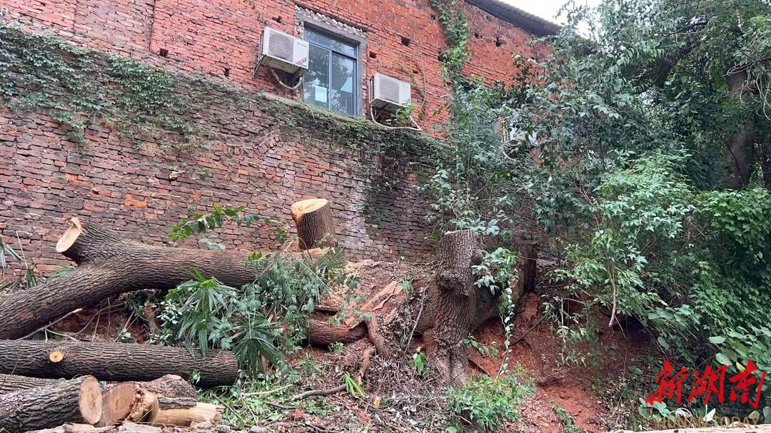 枯树压顶忧民心，社区协力解危情——野坡社区高效处置石油小区护坡树木安全隐患