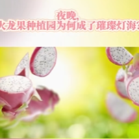 今日科普｜夜晚，火龙果种植园为何成了璀璨灯海？