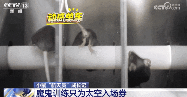 神舟二十一号“神秘乘客”曝光：这些小小“航天员”，任务不简单