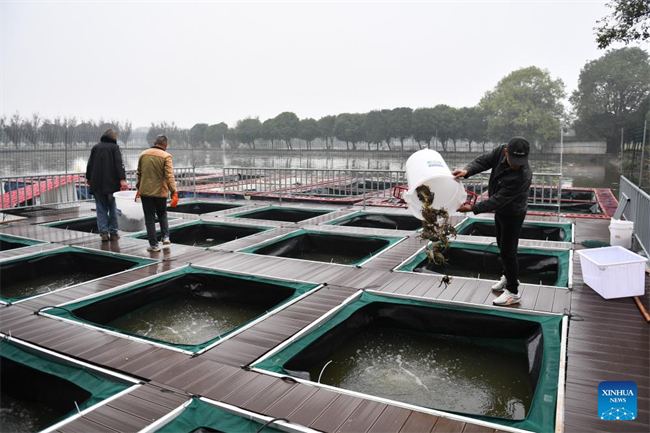 Datong Lake in Yiyang Enters Hairy Crab Harvesting Season