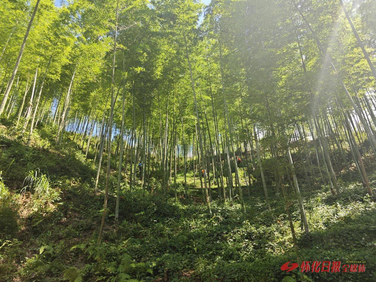 一竿撑起绿色富民大产业