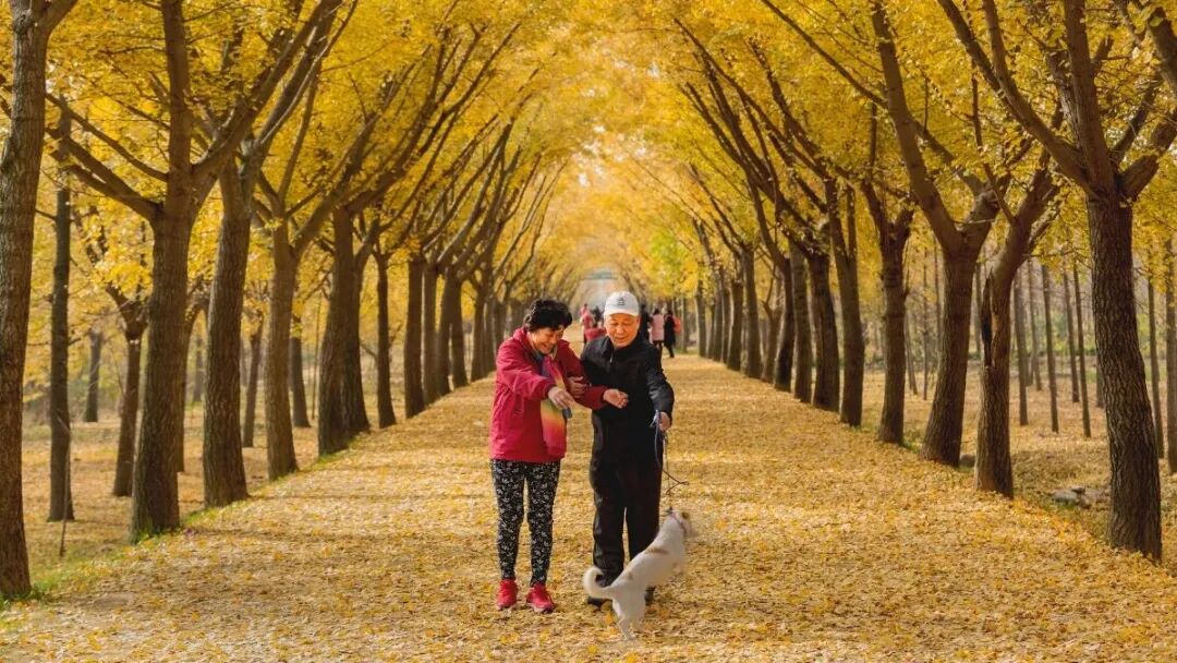 为什么秋天要多去公园走走？三个治愈身心的神奇功效，很多人不知道