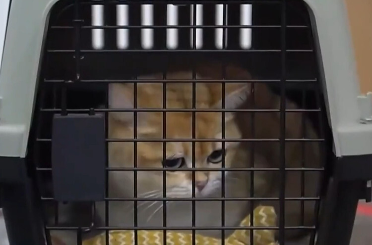 12306购票页面出现“宠”字，咋回事？