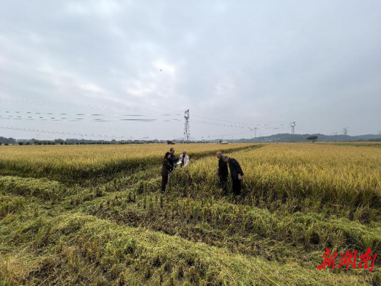 衡阳县示范区双季稻亩产1231.4公斤  比原定亩产产量高出31.4公斤