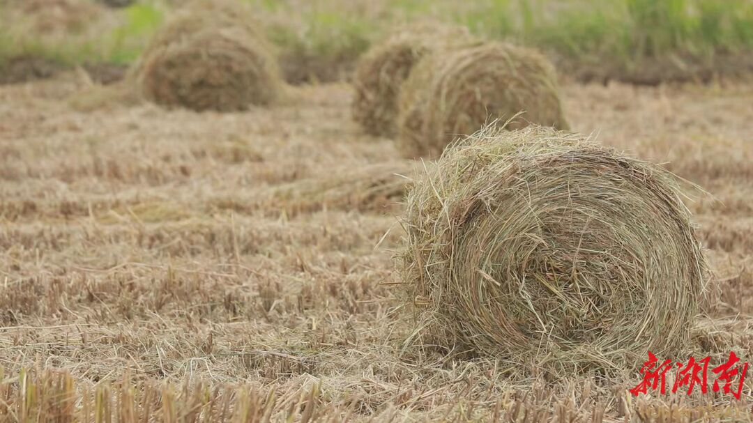 安仁县：秸秆变“废”为“宝”​ 一田三季，粮菌双收