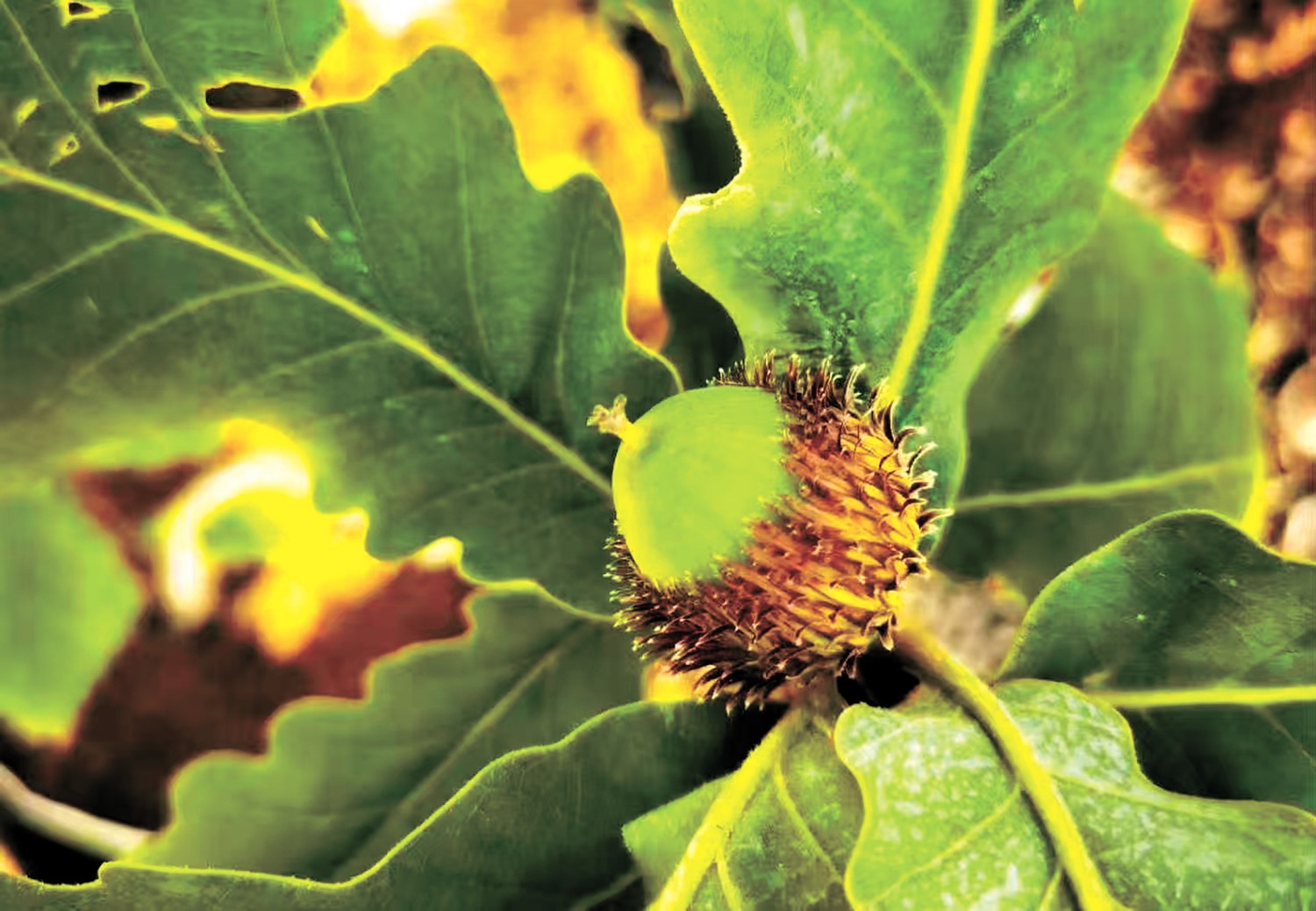 第三届栎类学术及产业发展大会在北京举行