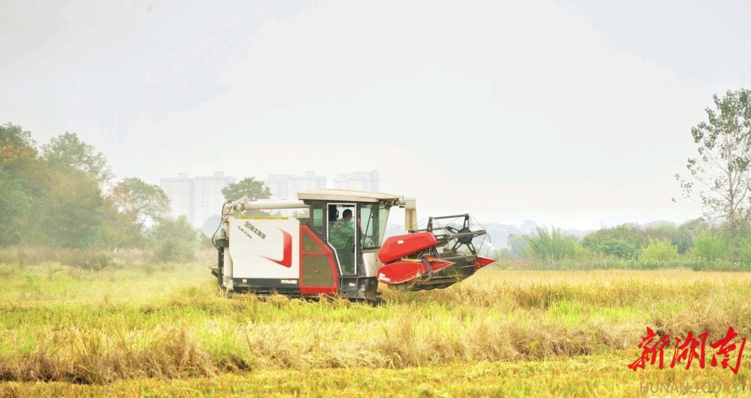 亩产500至550公斤！柳叶湖晚稻收割近九成，产量优于往年