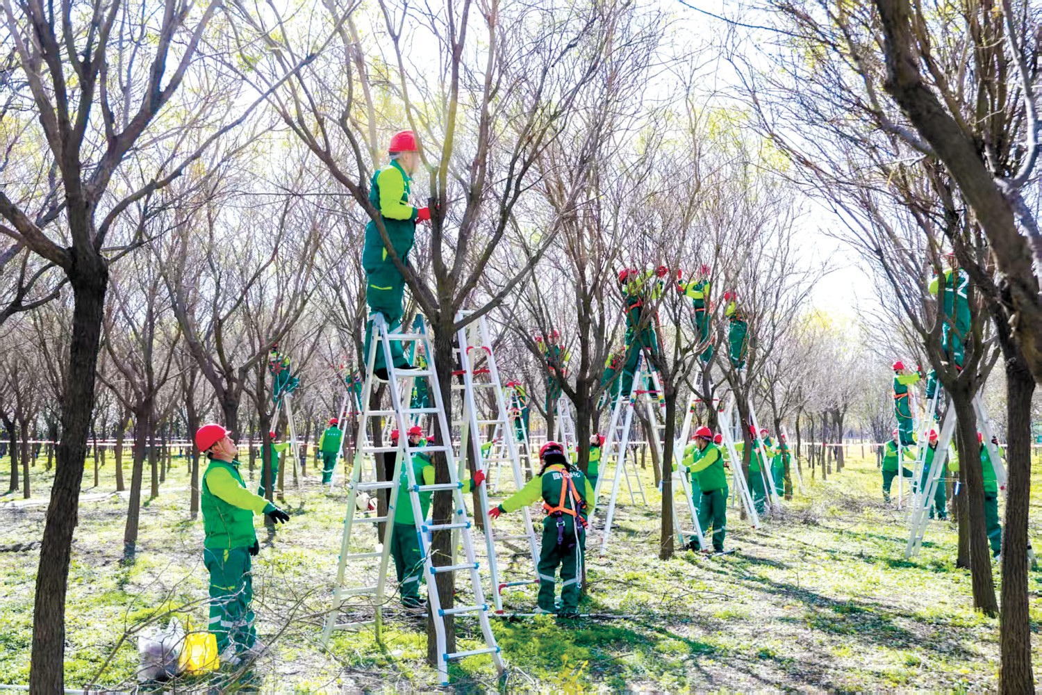 全国园林绿化树木修剪“金剪子”大赛总决赛举办