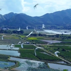 湘粤携手守护“千年鸟道” 生态蓝山成为“候鸟天堂”