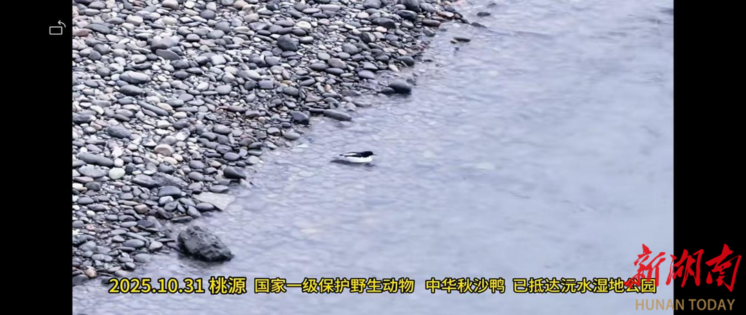 中华秋沙鸭连续17年飞抵桃源沅水流域栖息越冬