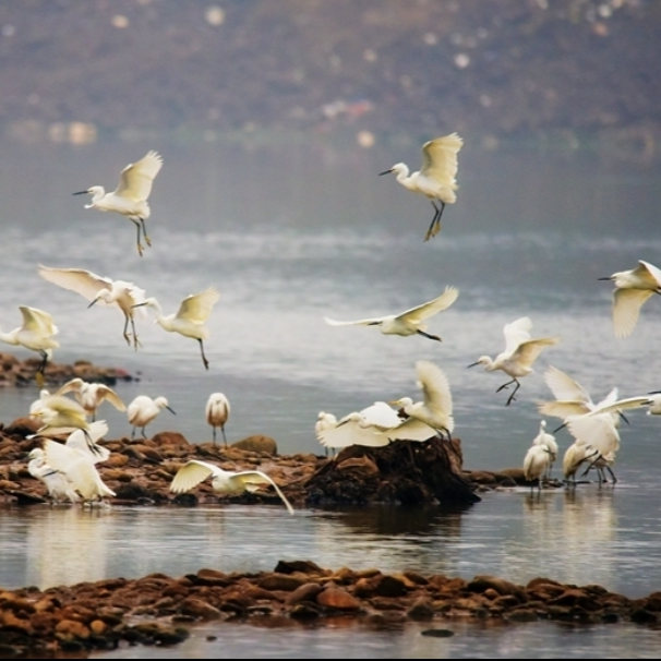 ​鹭鸟舞翩跹