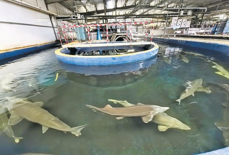 探秘北京最大鲟鱼“摇篮”