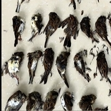 田间布网捕鸟？大通湖公安连藏有野生鸟类的冰柜一起“端”！