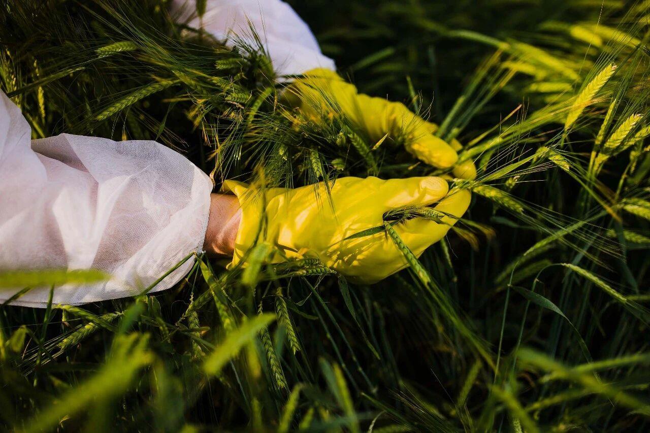 斩断田间窃密黑手！间谍在我国搜集农作物基因数据