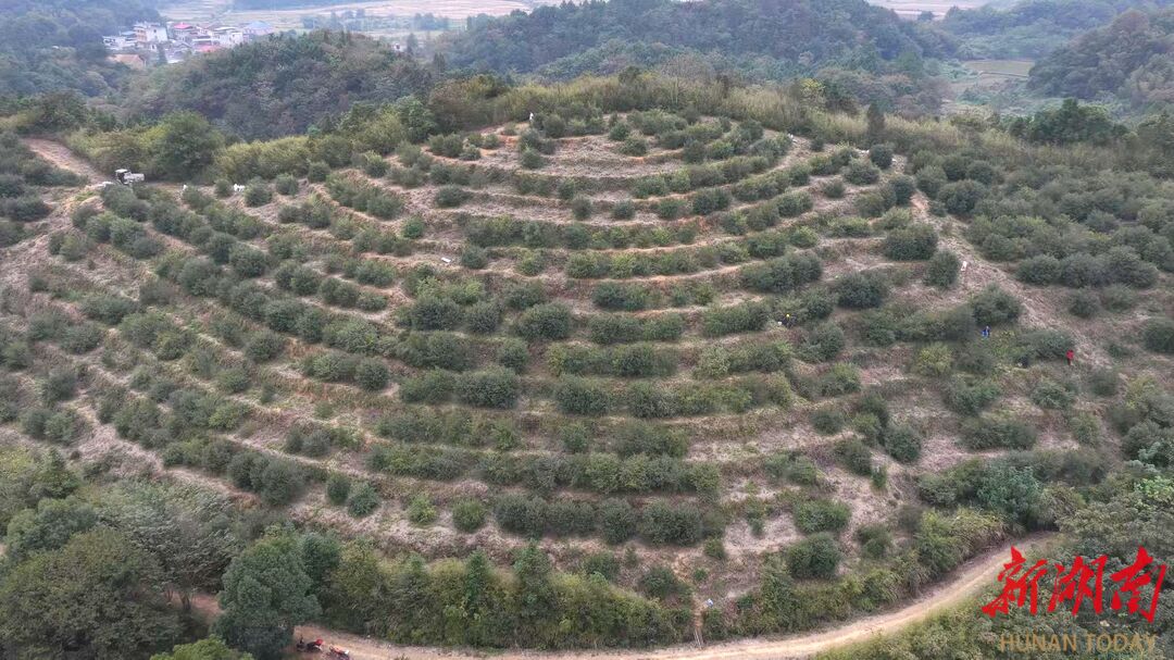 安仁县：硕果盈枝喜丰收 老林改造焕新生