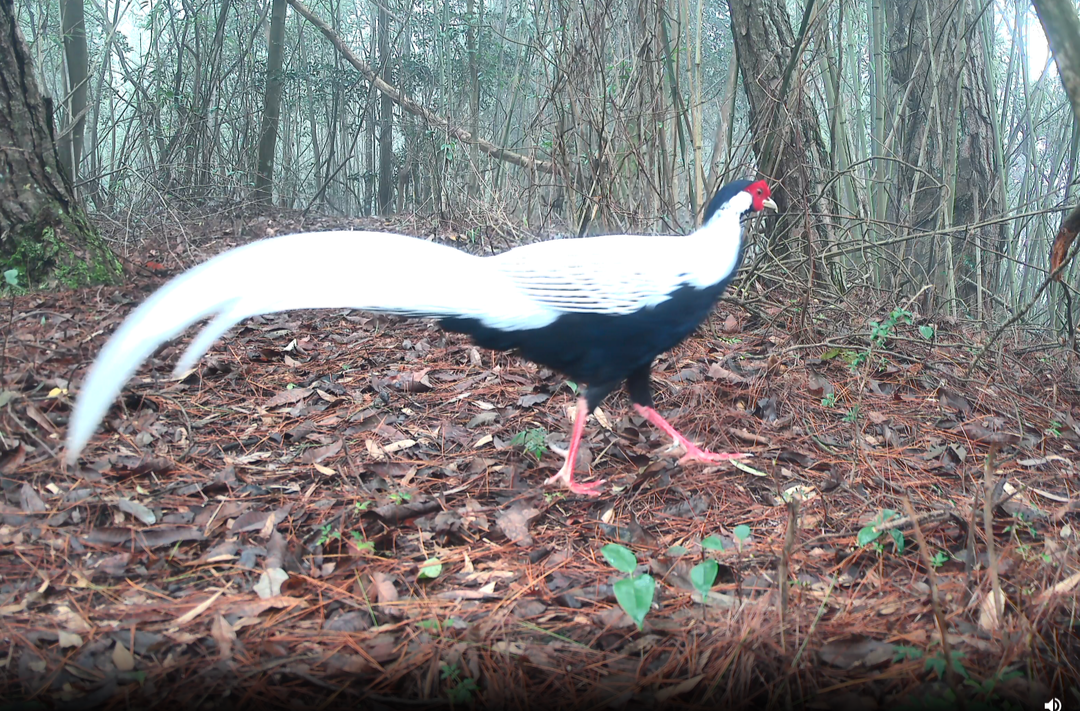 国家二级保护动物白鹇首次现身古丈