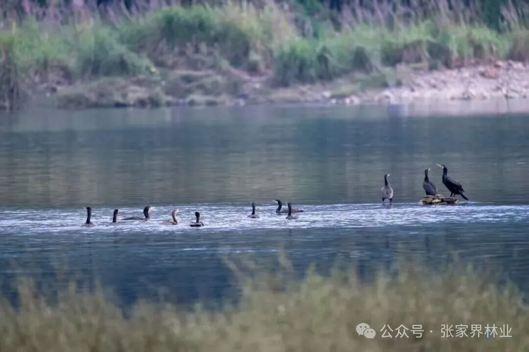 张家界澧水河畔惊现18只野鸬鹚 生态绿洲成候鸟迁徙驿站